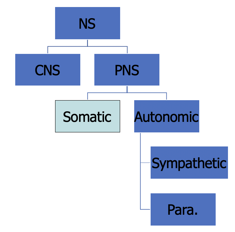 organizationOfNervousSystem.png